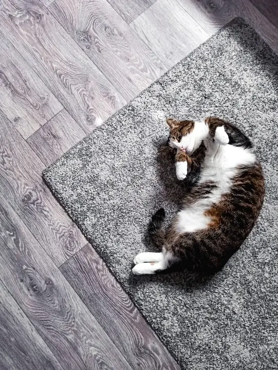 Cat lying on gray carpet next to hardwood flooring after dust-free carpet removal in Florida.